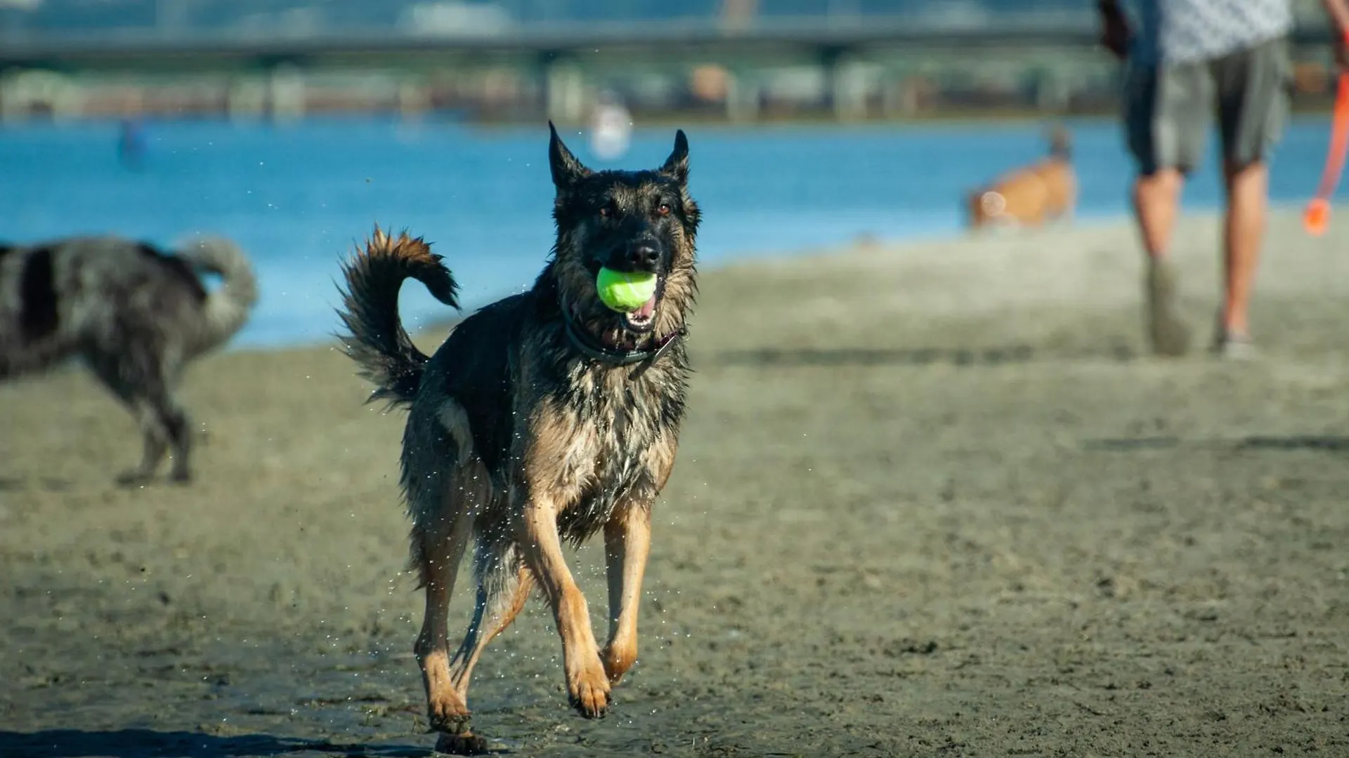 شقة Pet Friendly Lrg 1bd Dog Waves And Sunshine سان دييغو