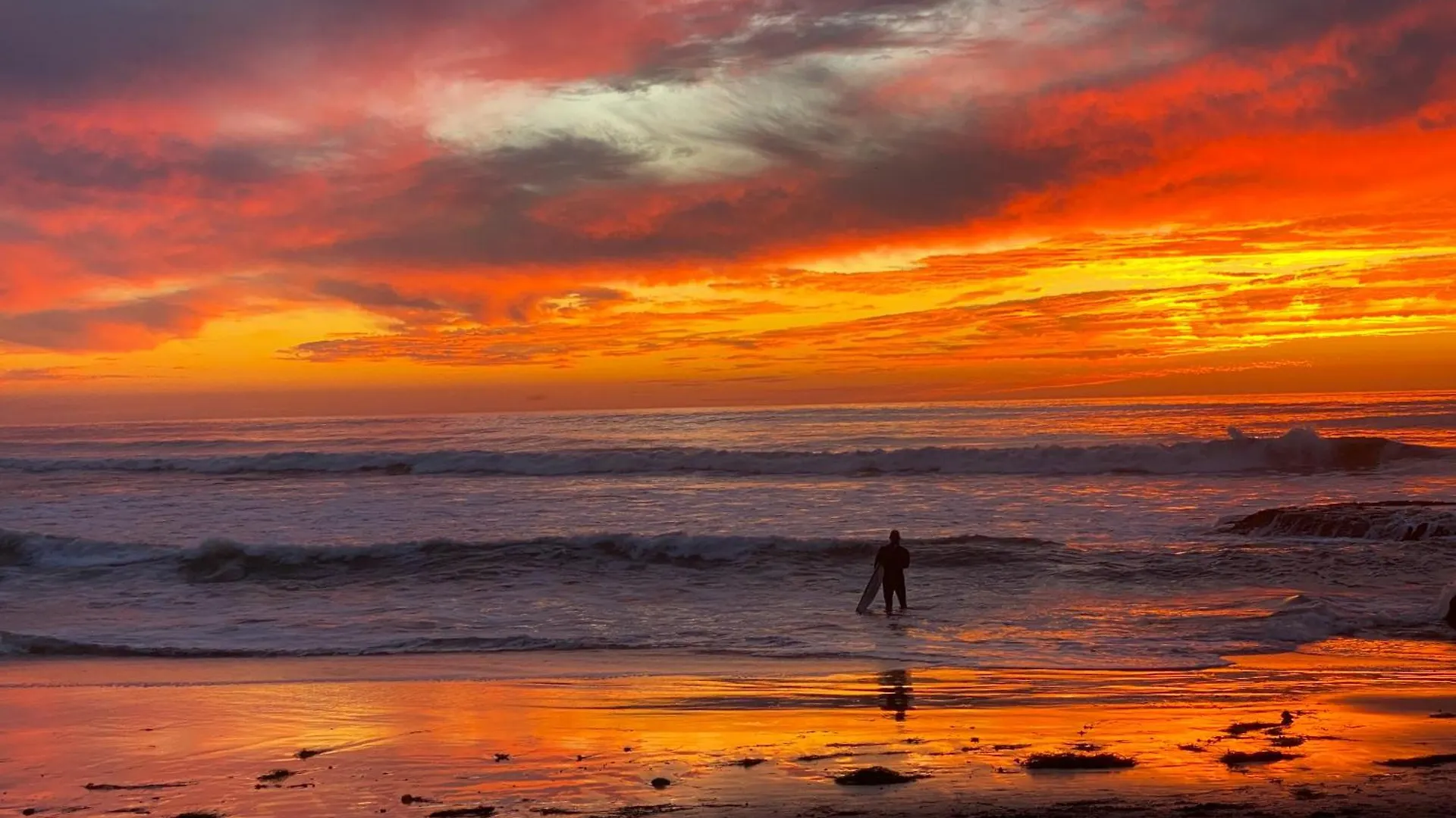 Pet Friendly Lrg 1bd Dog Waves And Sunshine * San Diego
